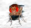 Drosophila melanogaster a un œil qui contient 800 unités de vision ou ommatidies, ce qui en fait l'un des plus développés parmi les insectes. Chaque ommatidie contient huit cellules photoréceptrices, des cellules de support, des cellules de pigment et une cornée. Avec cet œil, la drosophile peut distinguer les guêpes parasitoïdes mâles des femelles. © André Karwath (Aka), cc by sa 2.5, Wikipédia