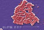 Escherichia coli, ici à l'image, est la bactérie la plus célèbre de la flore intestinale. On trouve aussi des dizaines d'autres espèces qui profitent de notre système digestif pour se développer. En contrepartie, elles régulent nos taux de sérotonine, qui contribuent au bien-être ! © Janice Haney Carr, CDC, DP