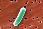 La bactérie E. coli est depuis longtemps exploitée par la recherche scientifique. Pour cette expérience, elle ne fait que fournir des gènes à une autre bactérie intestinale, Pantoea agglomerans, afin de se débarrasser du paludisme. © Janice Haney Carr, CDC, DP