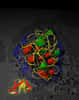 La protéine virale E4-ORF3 s'assemble toute seule dans le noyau des cellules de façon indéterminée pour former un réseau tridimensionnel (en jaune) qui piège des facteurs de transcription suppresseurs de tumeurs. Les virus nous livrent peu à peu leurs secrets... mais ils en gardent encore quelques-uns. © Salk Institute fot Biological Studies