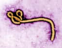 Le virus Ébola, ici à l'image, est l'un des plus mortels. Lors d'épidémies, certaines souches ont tué 90 % des personnes infectées. Pour l'heure, il n'existe encore aucun traitement. Parvenir à activer la protéine IFITM3 serait une piste... © Frederick Murphy, CDC, DP
