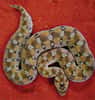 Ce joli serpent, très venimeux, a su transmettre à un mammifère une partie - non codante - de son génome. © Stephan Gimmel
