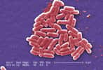 Les bactéries Escherichia coli appartiennent au groupe des protéobactéries γ. © Janice Haney Carr, Centers for Disease Control and Prevention, DP
