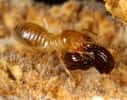 Ce termite Macrotermes gilvus transporte un petit scarabée Eocorythoderus incredibilis entre ses mandibules. Pour l'aider, le coléoptère a acquis une poignée dans le dos. Cet insecte appartient au groupe des Corythoderini dont tous les membres vivent en association avec des termites. © Maruyama 2012, Zootaxa