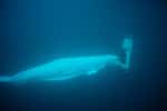 Des bélugas, encore appelés baleines blanches, ont été formés pour éteindre à l'aide de leur bouche un signal sonore sous-marin. S'ils émettent certains sons pour s'orienter dans les profondeurs, ce qu'on appelle l'écholocation, ils en expriment d'autres types qui correspondent à leur contentement après une action réussie. © US Navy