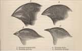 On ne présente plus les pinsons de Darwin... © The Complete Work of Charles Darwin Online
