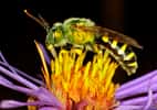 Contrairement à ce que sa couleur verte pourrait laisser penser, il ne s'agit pas d'une mouche mais d'une halicte qui butine cette fleur. © BoydCarts, Flickr, CC by-nc-nd 2.0