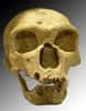 L'Homme de Néandertal a disparu de la surface de la Terre il y a environ 30.000 ans. Mais il vivrait encore un peu au fond de nous, puisqu'il nous aurait légué une partie de son génome... © Luna04, Wikipédia, cc by sa 3.0