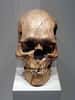 Un crâne d'Homo sapiens. © Dr. Günter Bechly CC by-sa