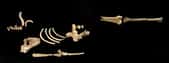 Le squelette de Kadanuumuu, représentant de l'espèce Australopithecus afarensis, comprend deux membres, une jambe et un bras, ainsi qu'une partie du bassin, une épaule et des côtes. © Yohannes Haile-Selassie