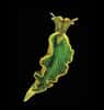 La limace de mer Elysia chlorotica a l’apparence d’une feuille d’un vert foncé. C’est le résultat de son recyclage des chloroplastes de ses proies (Vaucheria litorea) dans son tube digestif, mais aussi de sa propre synthèse de chlorophylle. © Mary S. Tyler / PNAS