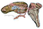 Le fossile de Maiacetus inuus femelle avec un fœtus presque à terme. Le crâne de la femelle est en blanc, les dents en marron et les autres parties du squelette en rose. Le fœtus, lui, est en bleu avec des dents orange. © University of Michigan, Museum of Paleontology
