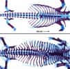 En haut, un squelette normal de souris vu par radiographie. En bas, le squelette d’une souris dont les gènes Hox6 ont été activés dans les zones normalement sans côtes. Le résultat est spectaculaire : des côtes depuis la région du cou jusqu’au bassin, à la manière d’un squelette de serpent... © Moisés Mallo