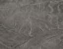 Les géoglyphes nazcas peuvent afficher différentes formes géométriques ou ressembler à certains animaux, à l’image de ce singe. Le site les abritant est inscrit sur la liste du patrimoine mondial de l'Unesco depuis 1994. © Markus Leupold-Löwenthal, Wikimedia Commons, cc by sa 3.0