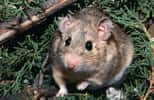 Un packrat, ou woodrat, un rongeur du genre Neotoma. Crédit D. Dearing