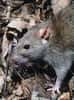 Rattus norvegicus, le rat partout ! © USA.gov, domaine public