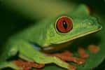 La rainette aux yeux rouges (Agalychnis callidryas), surprise dans son intimité. On la trouve dans de nombreux pays d’Amérique centrale. © Sylvain Lefebvre, Marie-Anne Bertin