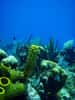 Par le passé, les coraux ont déjà résisté à des changements environnementaux dramatiques. Y arriveront-ils encore une fois ? © Mikebaird CC by