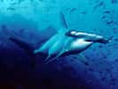 Plusieurs espèces se cacheraient sous le nom d'espèce Sphyrna lewini. Ceci pourrait peut-être expliquer pourquoi certaines populations de requins-marteau halicornes sont pélagiques tandis que d'autres vivent en abondance dans les eaux côtières. © Robb Peters, Wikimedia common, CC by 2.0