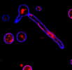 Le trichoderme T. reesei forme des filaments, dont on voit ici les protéines, colorées en rouge, et l'enveloppe de chitine (en bleu). © Mari Valkonen, VTT Technical Research Center, Finlande