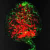 Testicule d'insecte infecté par Wolbachia. En rouge l'ADN de l'insecte, en vert clair l'endosymbionte. © Seth Bordenstein, Michael-Clark CC by-nc-sa