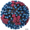 Un virus de la grippe, laquelle sévit toujours. © CDC