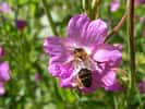 Il existerait actuellement environ 20.000 espèces d'abeilles sur Terre. Les ruches contiennent en moyenne 40.000 à 60.000 abeilles mellifères.  © Humpapa, Flickr, CC by-nc 2.0