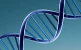 Sur les gènes les plus longs à transcrire, l'ADN vient former des boucles suite à l'hybridation avec l'ARN fraîchement répliqué. Ceci induit une fragilité chromosomique à l'origine de cancers. © Caroline Davis, Flickr, cc