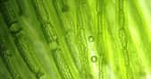 Des algues, il y en a dans les milieux aquatiques tout comme dans les milieux terrestres. Et elles fixent une grande quantité de carbone. © onairjiw, Adobe Stock