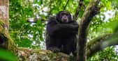 Selon des chercheurs de l’université du Texas (États-Unis), les Hommes et les chimpanzés auraient évolué à partir d’un ancêtre commun ressemblant à un chimpanzé. © SERGEJS, Adobe Stock