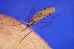 Une nouvelle sous-espèce de moustique a été identifiée au Burkina Faso. © DR 