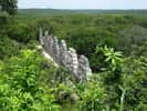 La bactérie de la famille des Rhizobium produit un antibiotique pour éviter la prolifération d'autres bactéries néfastes pour les haricots. Forêt mexicaine. © PxHere, CC0 Domaine public