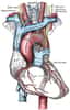 L'artère aorte, ici en rouge, est le plus gros vaisseau du corps humain. Elle part du cœur et a pour mission d'apporter le sang vers tous les organes. De ce fait, la pression sanguine y est très forte. En cas d'anévrisme de l'aorte thoracique, la mort est inévitable. Il faut donc agir avant. © Henry Gray, Gray's Anatomy, DP