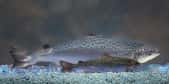 Le saumon sauvage, au premier plan, ne fait pas le poids face au saumon AquAdvantage, qui a pourtant le même âge. © AquaBounty Technologies