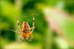Certains scorpions ou araignées, des arachnides, sécrètent des venins qu’ils injectent respectivement via leur dard ou leurs chélicères. Ces substances peuvent être des neurotoxines (elles s’attaquent au système nerveux) ou des hémorrhagines (elles empêchent la coagulation du sang et provoquent des nécroses locales). © Jean-Marie Huet, Flickr, cc by nc sa 2.0