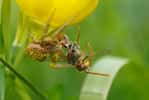 Une équipe internationale de chercheurs révèle que la biodiversité des insectes et des araignées – ici, une araignée-crabe commune (Xysticus cristatus) avec une abeille-coucou du genre Nomada – est importante pour assurer la présence de nutriment dans l’environnement. © Maja Ilić, Institut fédéral suisse des sciences et technologies aquatiques