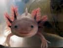 L'étonnant axolotl figure parmi les quelques animaux ayant la possibilité de passer toute leur vie à l'état embryonnaire. Il possède, à l'instar de certains autres urodèles, la capacité de régénérer des parties manquantes de son organisme. © Only alice, Flickr, cc by nc nd 2.0