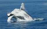 Depuis 1986, un moratoire protège les baleines, qui ne peuvent être chassées que pour des raisons scientifiques. © Michael Dawes, Fotopedia, cc by nc 2.0