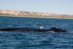 Au sein du genre Eubalaena, trois espèces différentes se côtoient : la baleine franche du Pacifique Nord (Eubalaena japonica), la baleine franche de l'Atlantique Nord (Eubalaena glacialis) et la baleine franche australe (Eubalaena australis, à l’image). Les deux espèces de l'hémisphère Nord ont été chassées au XIXe siècle et sont actuellement menacées d'extinction. © plb06, Flickr, cc by nc sa 2.0