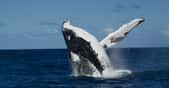 Les baleines à bosse de Nouvelle-Calédonie apprennent avec une facilité déconcertante les chants de leurs cousines de la côte est de l’Australie. Un échange culturel qui montre que la baleine à bosse n’est pas si bête. © Opération Cétacés, Université du Queensland