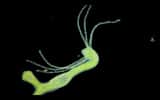 L'hydre Hydra viridis est très répandue dans les régions tempérées de l'hémisphère nord. © James Nicholson, Coral Collaborative Research Facility, NCCOS NOAA CCEHBR