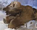 Khroma, le bébé mammouth, dans son congélateur. Crédit : Francis Latreille