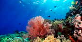 Selon des chercheurs de la Global Coral Reef Alliance, le blanchissement des coraux est le signe d’un bouleversement des courants océaniques. © ScubaDiver, Adobe Stock