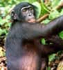 En situation de compétition, les bonobos sécrètent du cortisol. Crédit DR
