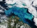 La mer de Barents observée depuis l'espace en été. Les eaux turquoise indiquent la présence d'un boom planctonique avec d'importantes populations de Coccolithophoridés, ces algues unicellulaires qui s'entourent d'une coquille de calcaire réfléchissant la lumière du Soleil. © Jeff Schmaltz, Nasa Earth Observatory