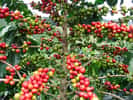 Le caféier d'Arabie peut atteindre 9 m de haut. Cet arbre est originaire d'Éthiopie, mais il a également été planté en Amérique centrale et en Amérique du Sud. Près de 85 % du café arabica est maintenant produit dans ces régions. © Fernando Rebelo, Wikimedia common, CC by-sa 3.0