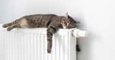 Des chercheurs expliquent pourquoi les chats préfèrent dormir sur le côté gauche. Une question de survie, semble-t-il. © Sergei Malkov, Adobe Stock