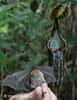 La chauve-souris Kerivoula hardwickii hardwickii trouve refuge dans la feuille conique de la plante carnivore Nepenthes rafflesiana elongata. © Holger Bohn