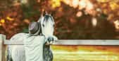 Une personne de dos tient un cheval dans ses bras. © VICUSCHKA, Adobe Stock   