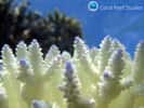 Le corail blanchit quand l'algue unicellulaire qui s'abrite dans le polype (l'animal) est expulsée, ce qui se produit par exemple quand l'eau devient trop chaude. Si aucune algue ne revient, le petit anthozoaire peut mourir. Un récif entier peut en être victime. C'est le cas de la Grande Barrière, le plus grand ensemble de récifs de la planète, qui connaît de temps à autre des épisodes de ce genre. Celui en cours est, semble-t-il, le plus grave parmi ceux observés. © Dorothea Bender-Champ